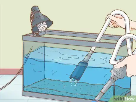 Image intitulée Care for Triops Step 5