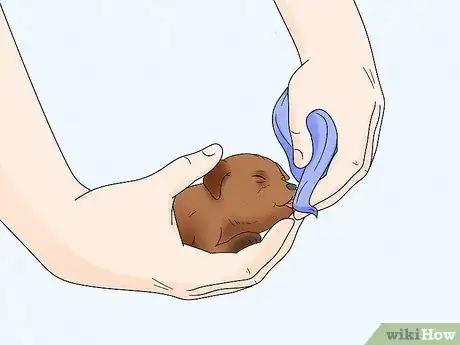 Image intitulée Care for Newborn Puppies Step 35