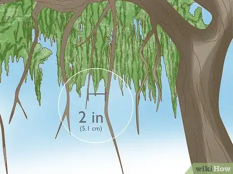 Image intitulée Prune a Weeping Willow Tree Step 8