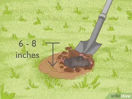 Image intitulée Catch Moles Step 10