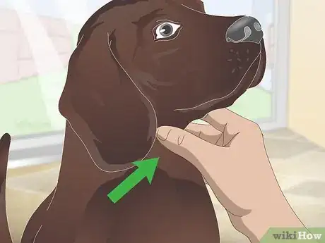Image intitulée Stop Reverse Sneezing in Dogs Step 1