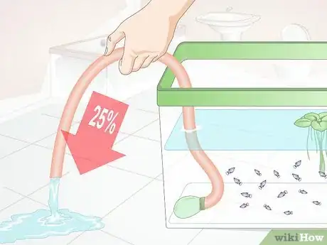 Image intitulée Take Care of Baby Platy Fish Step 8