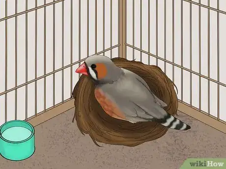 Image intitulée Breed Zebra Finches Step 10