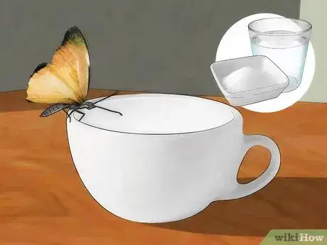 Image intitulée Care for a Butterfly with a Broken Wing Step 10