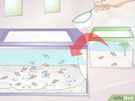 Image intitulée Take Care of Baby Platy Fish Step 9