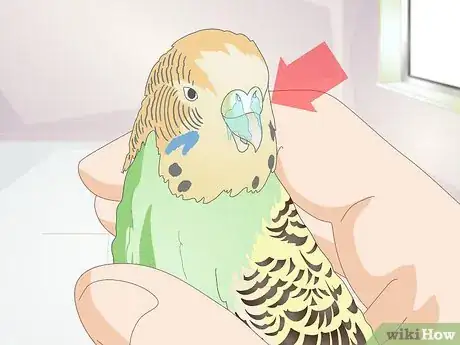 Image intitulée Tell when a Parakeet Is Sick Step 9