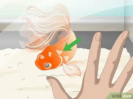 Image intitulée Know when Your Goldfish Is Dying Step 3