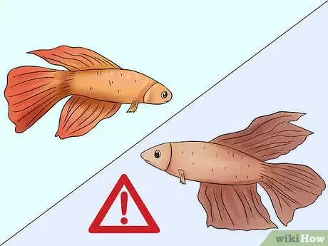 Image intitulée Tell How Old a Betta Fish Is Step 3