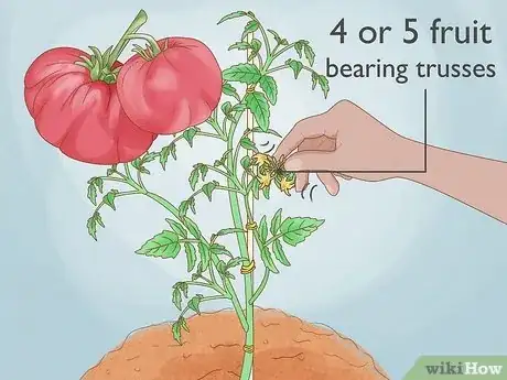 Image intitulée Prune Tomatoes Step 7