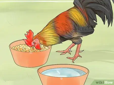 Image intitulée Stop a Rooster from Crowing Step 2