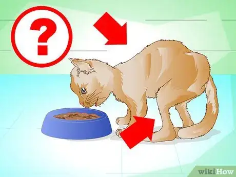 Image intitulée Put Weight on a Cat Step 4