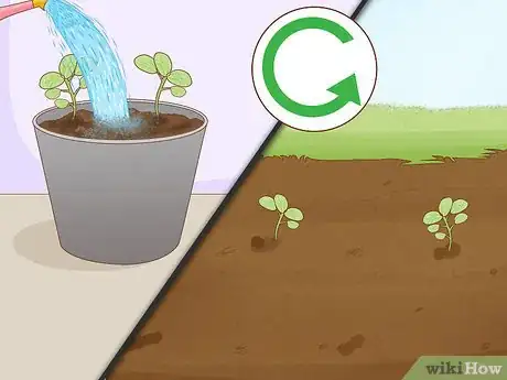 Image intitulée Grow Papaya Step 15