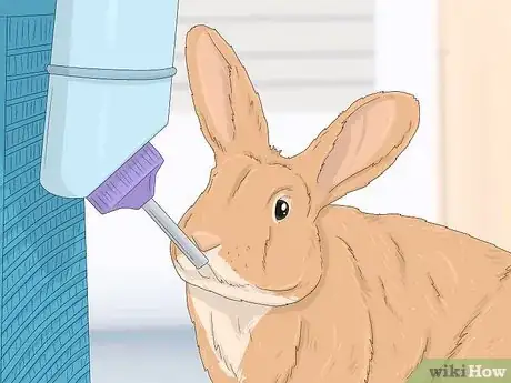 Image intitulée Treat Diarrhea in Rabbits Step 4