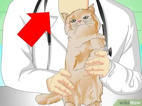Image intitulée Put Weight on a Cat Step 3