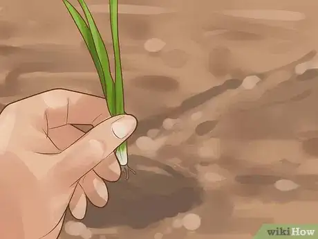 Image intitulée Grow Chives Step 12