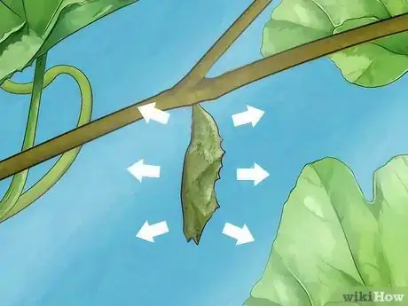 Image intitulée Take Care of a Caterpillar Until It Turns Into a Butterfly or Moth Step 14