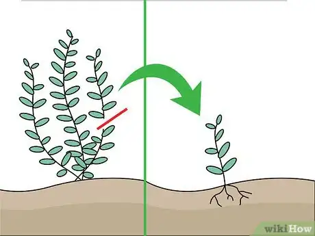 Image intitulée Grow Freshwater Aquarium Plants Step 4