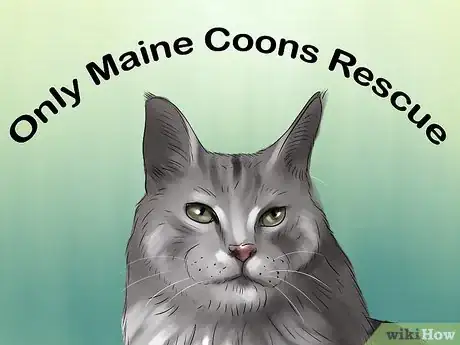 Image intitulée Identify a Maine Coon Step 14