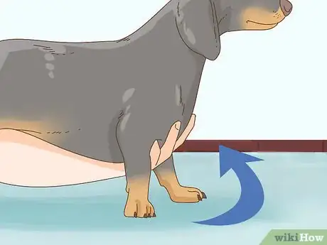 Image intitulée Hold a Dachshund Properly Step 1