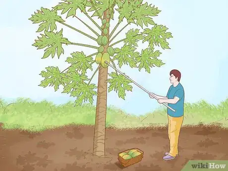 Image intitulée Grow Papaya Step 18