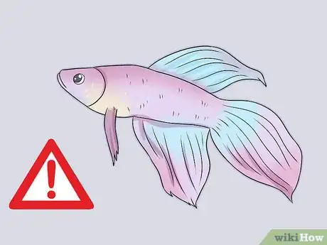 Image intitulée Tell How Old a Betta Fish Is Step 4