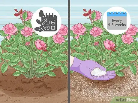 Image intitulée Save a Dying Rose Bush Step 14