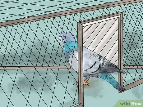 Image intitulée Trap Pigeons Step 5