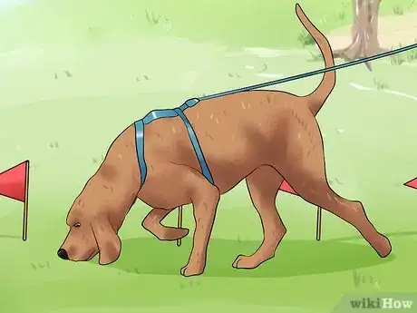 Image intitulée Teach a Dog to Track Step 13