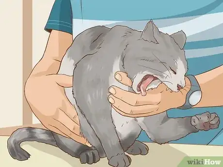 Image intitulée Save a Choking Cat Step 4