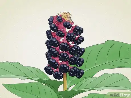 Image intitulée Identify Common Poisonous Berries in North America Step 10