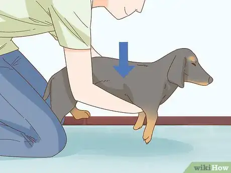 Image intitulée Hold a Dachshund Properly Step 6