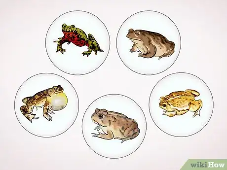 Image intitulée Care for a Toad Step 16