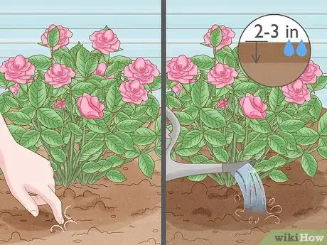Image intitulée Save a Dying Rose Bush Step 17