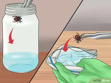 Image intitulée Remove a Tick from a Cat Step 10