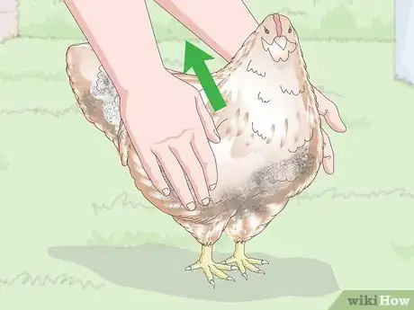 Image intitulée Bathe a Chicken Step 6