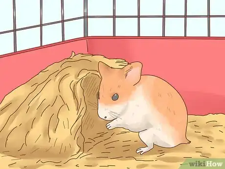 Image intitulée Care for Hamster Babies Step 1