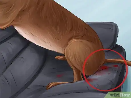 Image intitulée Know if Your Female Dog Is Ready to Breed Step 2