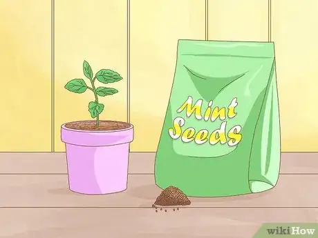 Image intitulée Grow Mint Step 2