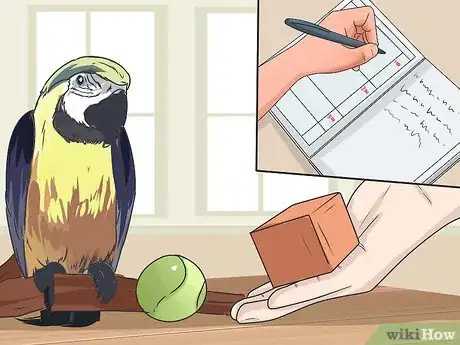Image intitulée Teach Your Bird to Talk Step 3