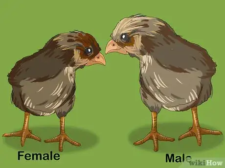 Image intitulée Determine the Sex of a Chicken Step 3