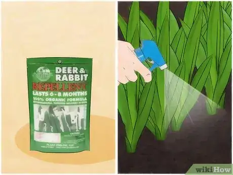 Image intitulée Keep Rabbits out of Your Garden Organically Step 11