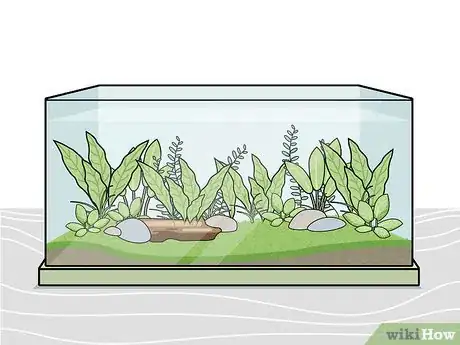 Image intitulée Grow Freshwater Aquarium Plants Step 5