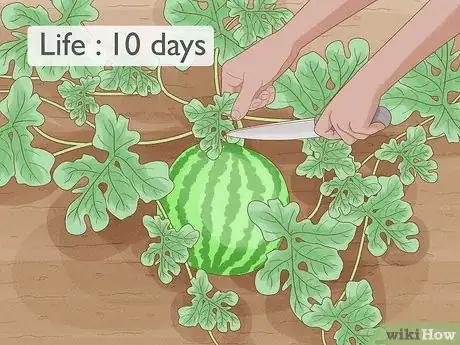 Image intitulée Grow Watermelons Step 11