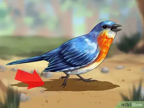 Image intitulée Care for an Injured Wild Bird That Cannot Fly Step 4