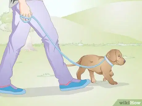 Image intitulée Calm a Puppy Step 6