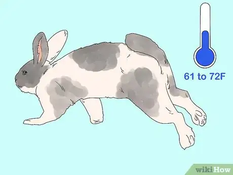 Image intitulée Care for a Rabbit Step 21