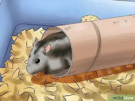 Image intitulée Care for a Russian Dwarf Hamster Step 12