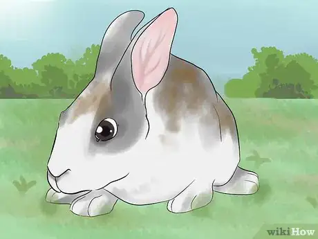 Image intitulée Catch a Pet Rabbit Step 24