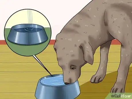 Image intitulée Determine if a Dog Is Dehydrated Step 7