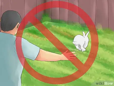 Image intitulée Catch a Pet Rabbit Step 20